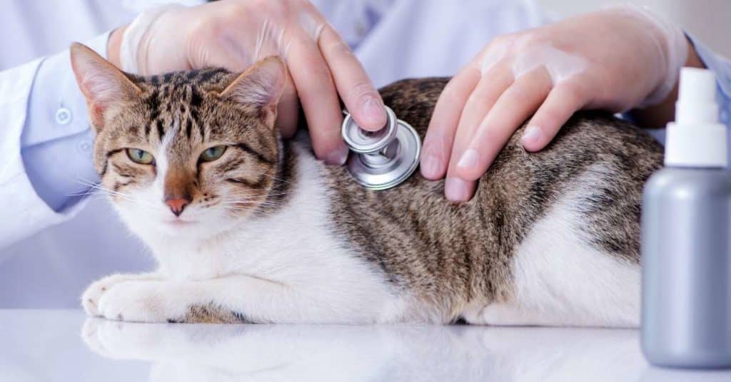 7 Things to Do Before Choosing to Perform Feline Euthanasia