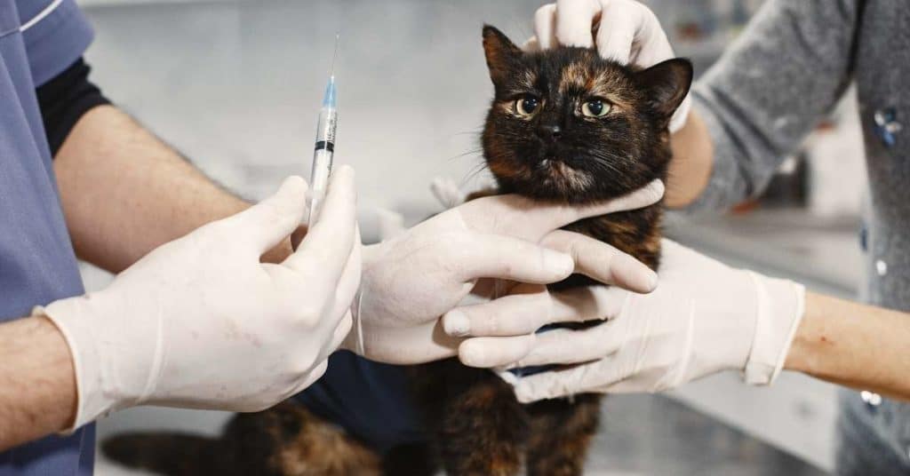 Treatment of Low Grade Feline Lymphoma