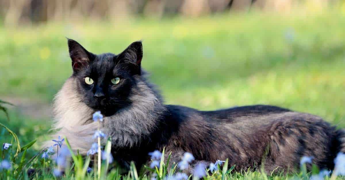 Black Smoke Cat: History, Personality, Care & Price - Mi Cat Guide