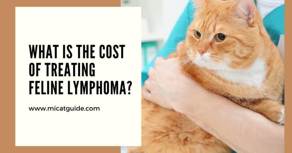 What is The Cost of Treating Feline Lymphoma