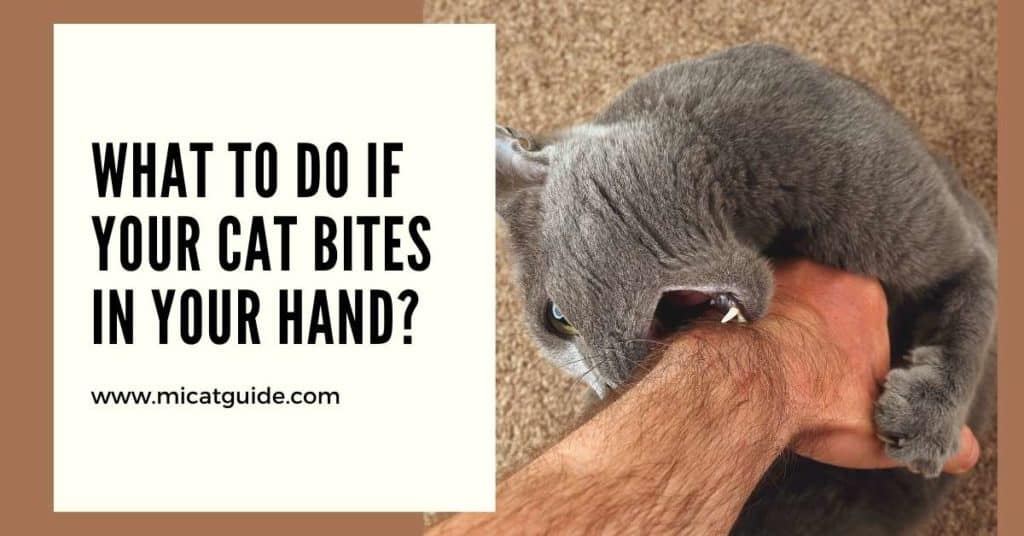 What to Do If Your Cat Bites in Your Hand