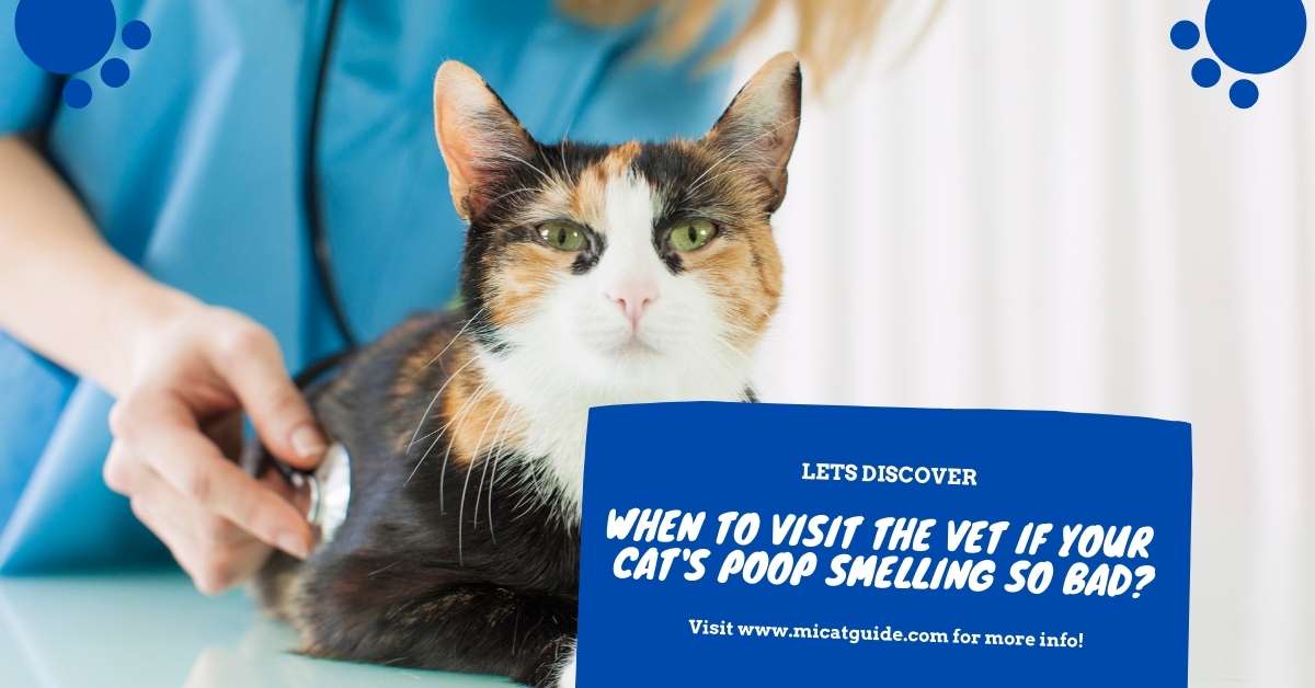 When to visit the vet if your cat poop smelling so bad