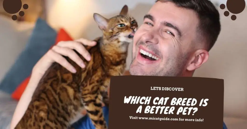 Which Cat Breed is A Better Pet