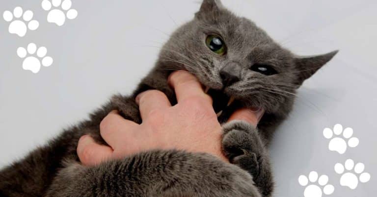 Why Does My Cat Grab My Hand and Bite Me? (10 Possible Reasons)