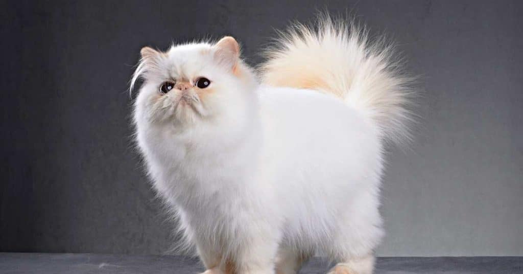 A Cute Persian Cat Staring on Agape Persian Cattery