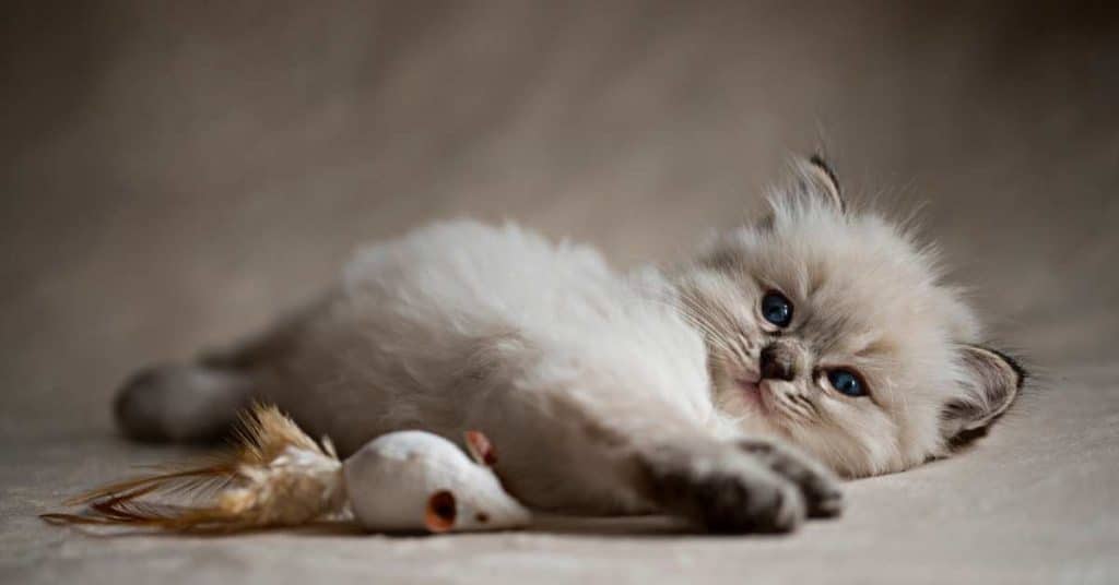A Cute Ragdoll Kitten Staring to the Camera on Fairy Friends Ragdolls Cattery