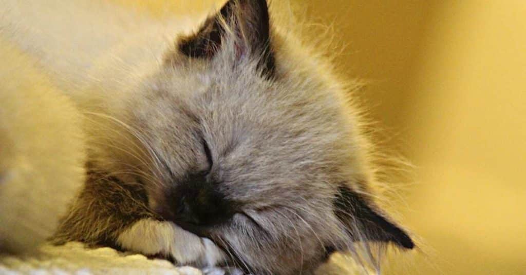 A Ragdoll Kitten Sleeping on Castle Reign Ragdolls Cattery