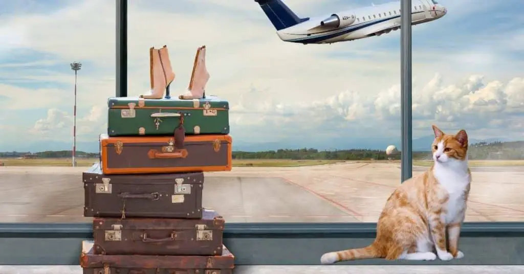 Cats travelled on plane and arrived at destination