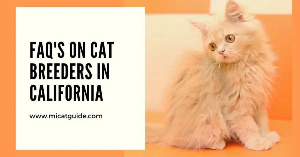 FAQ's on Cat Breeders in California