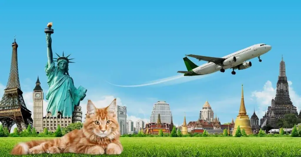 How Much Does it Cost to Take a Cat on a Plane