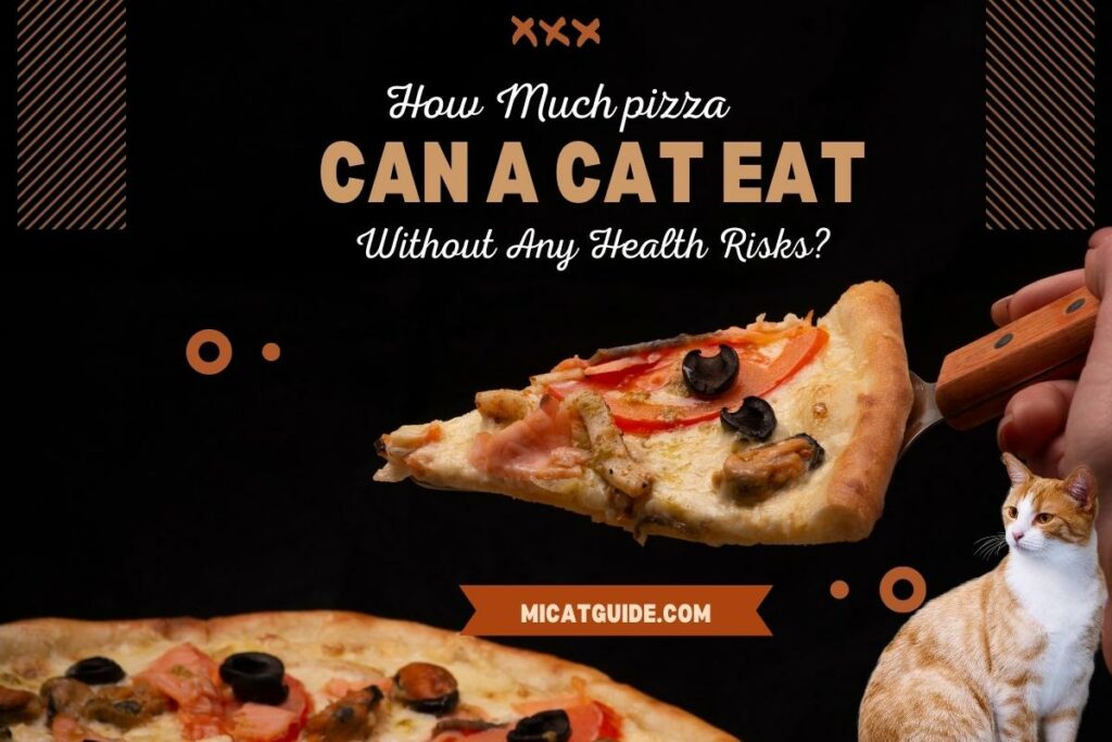 How Much Pizza Can A Cat Eat Without Any Health Risks