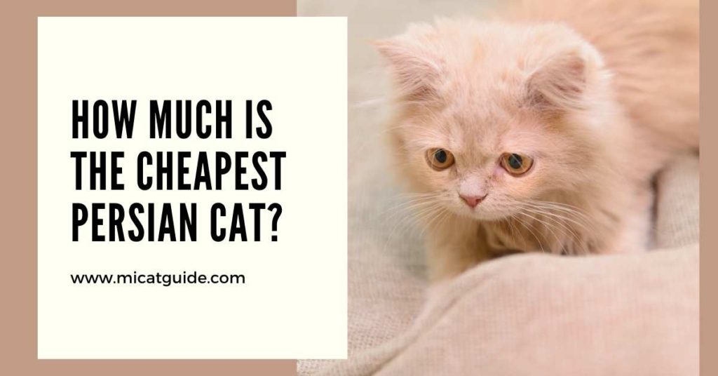 How Much is the Cheapest Persian Cat