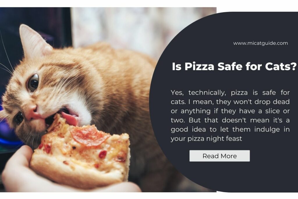 Is Pizza Safe for Cats