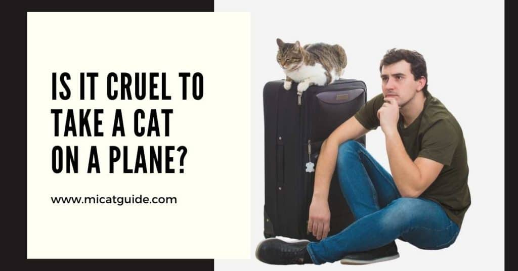 Is it Cruel to Take a Cat on a Plane