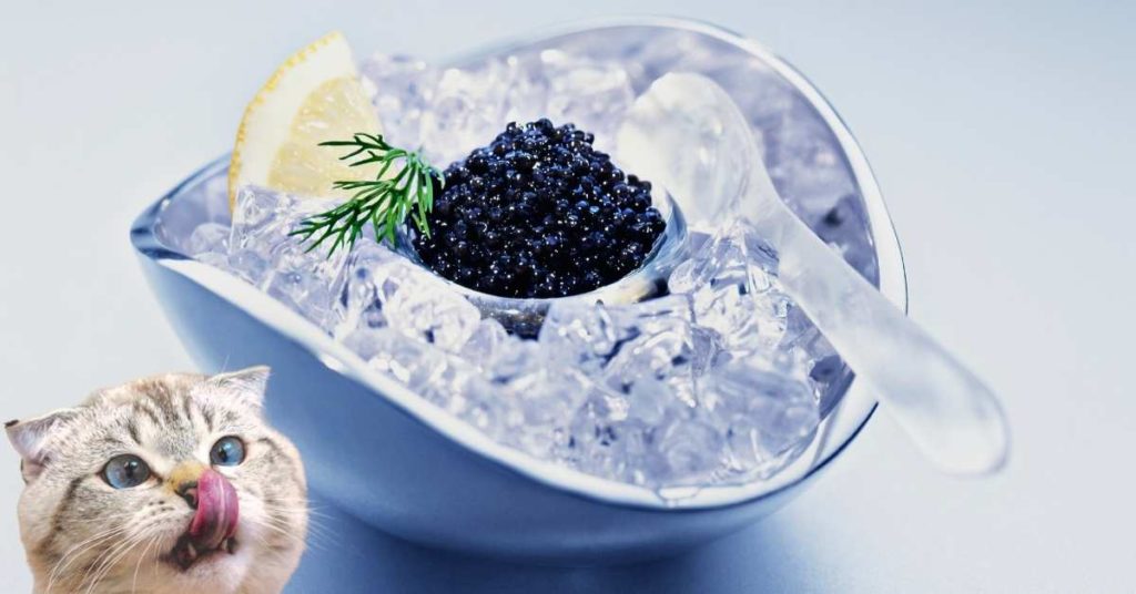 The Benefits of Feeding Your Cat Caviar