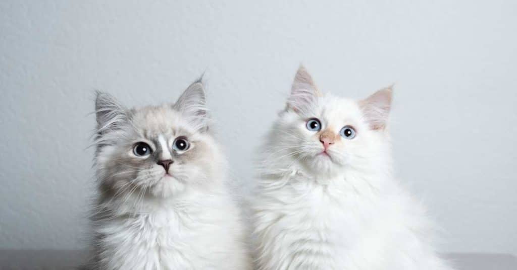 Two Cute Ragdoll Kittens Staring to the owner of Raggymania Ragdolls Cattery