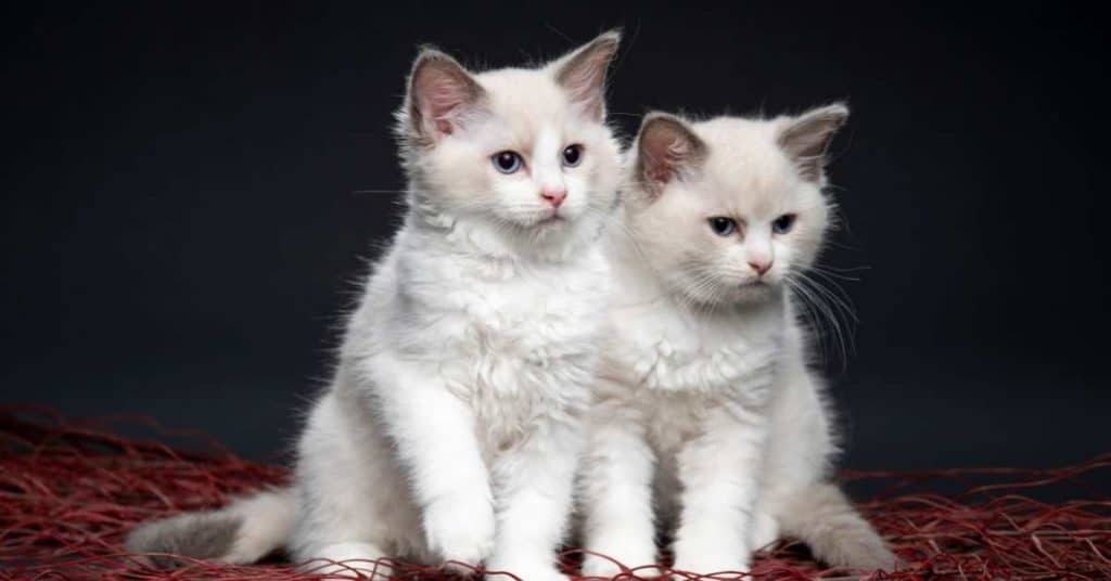 Two Cute Ragdoll Kittens on Mid Michigan Ragdoll Cats Cattery