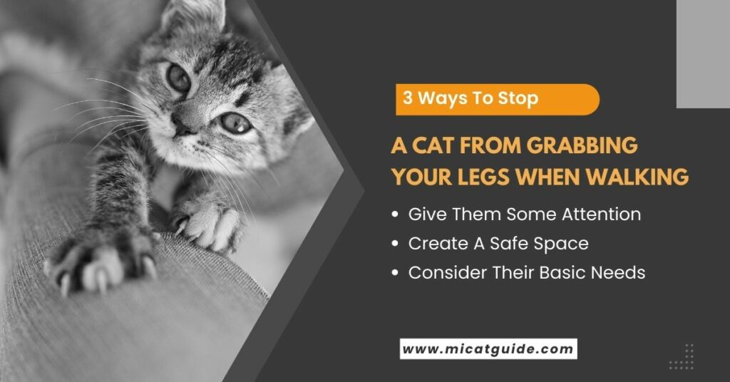3 Ways to Stop a Cat From Grabbing Your Legs When Walking