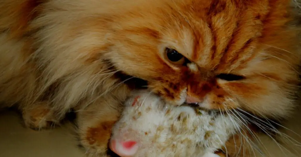 4 Ways to Know If Your Cat Ate Your Hamster