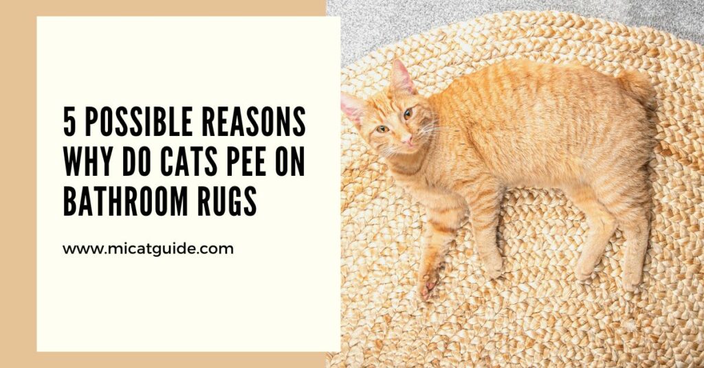 5 Possible Reasons Why Do Cats Pee on Bathroom Rugs