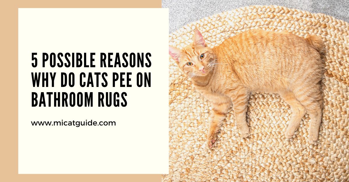 Why Do Cats Pee On Bathroom Rugs? (Solutions) Mi Cat Guide