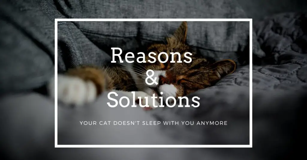 7 Reasons & Solutions Your Cat Doesn't Sleep with You Anymore