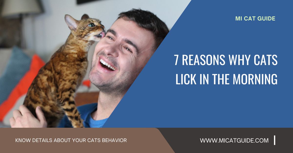 why-does-my-cat-lick-me-in-the-morning-mi-cat-guide