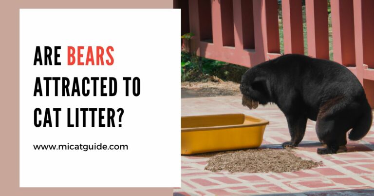 Are Bears Attracted to Cat Litter? (Prevention Tips)