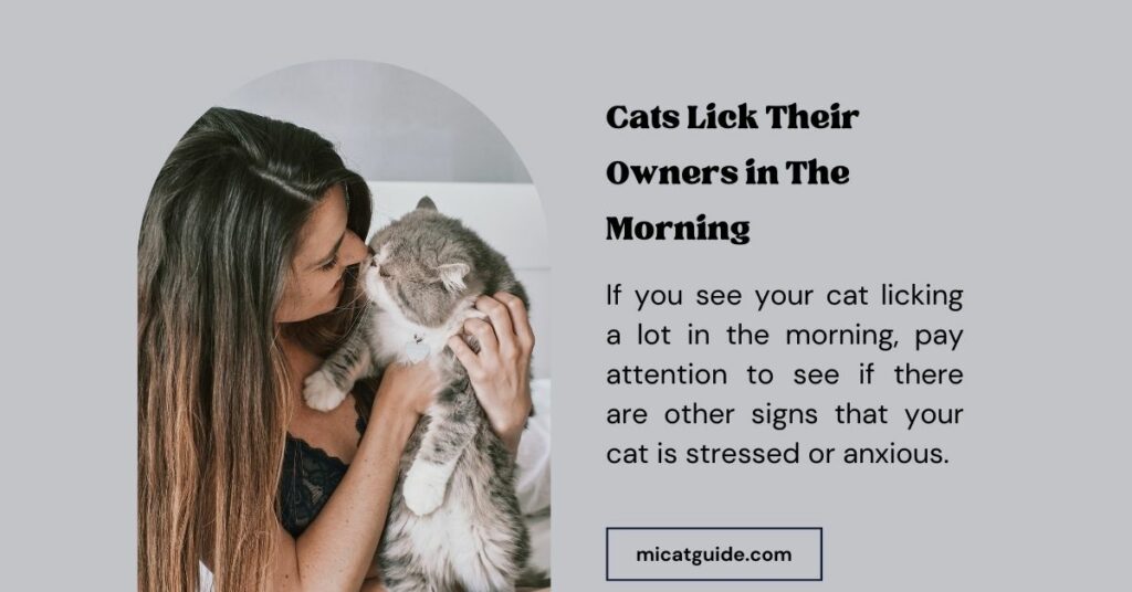 Cats Lick Their Owners in The Morning Because of Out of Stress or Anxiety