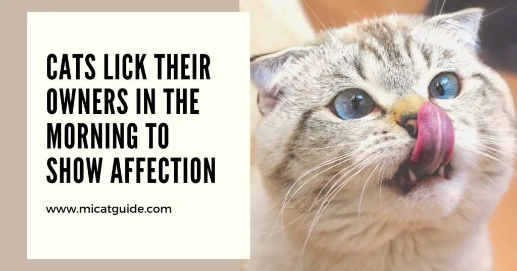 Cats Lick Their Owners in The Morning to Show Affection