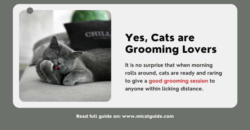 Cats are Grooming Lovers So They Lick Their Owners in The Morning