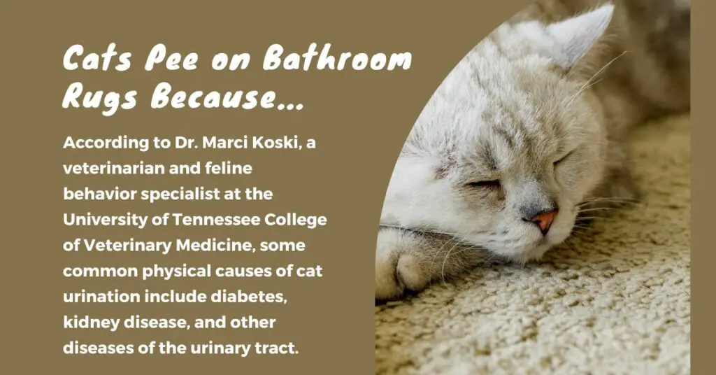 Cats may Pee on Bathroom Rugs for Physical Issues