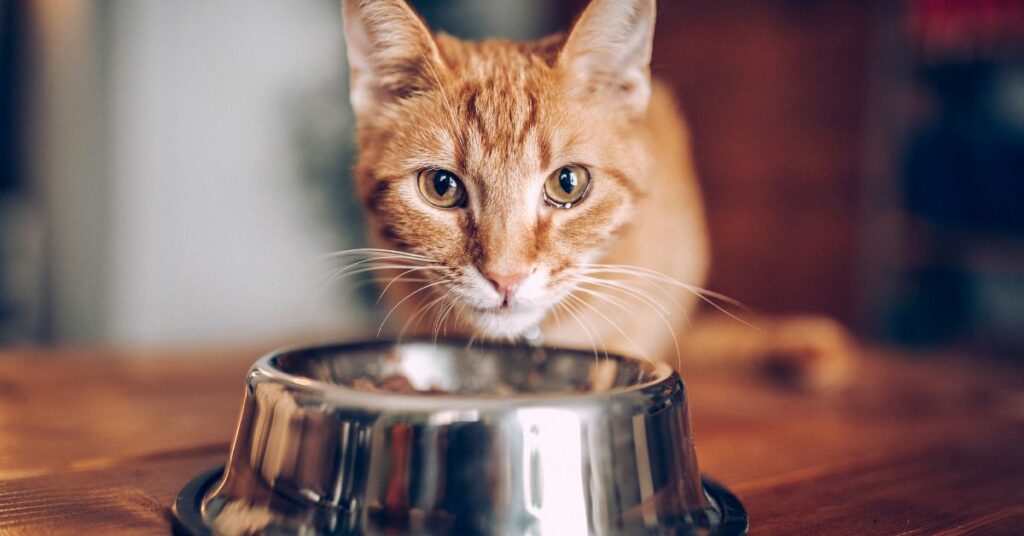 Changes to Your Cat's Diet