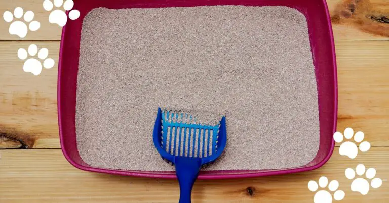 5 Tips On How To Clean a Litter Box in an Apartment