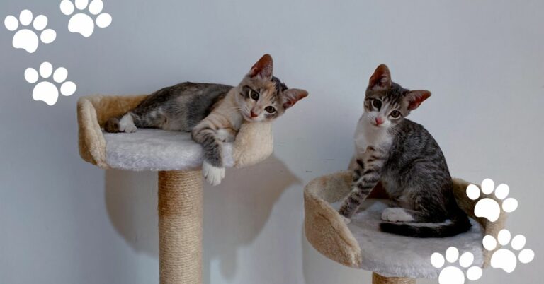 How to Disinfect Used Cat Tree? Step by Step