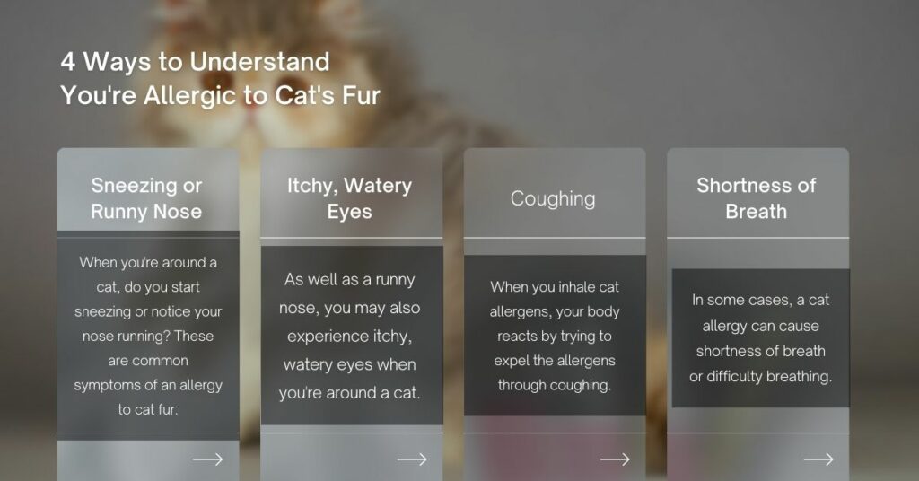4 Ways to Understand You're Allergic to Cat's Fur