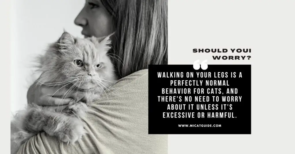 Should I Worry If My Cat Grab My Leg When I Walk