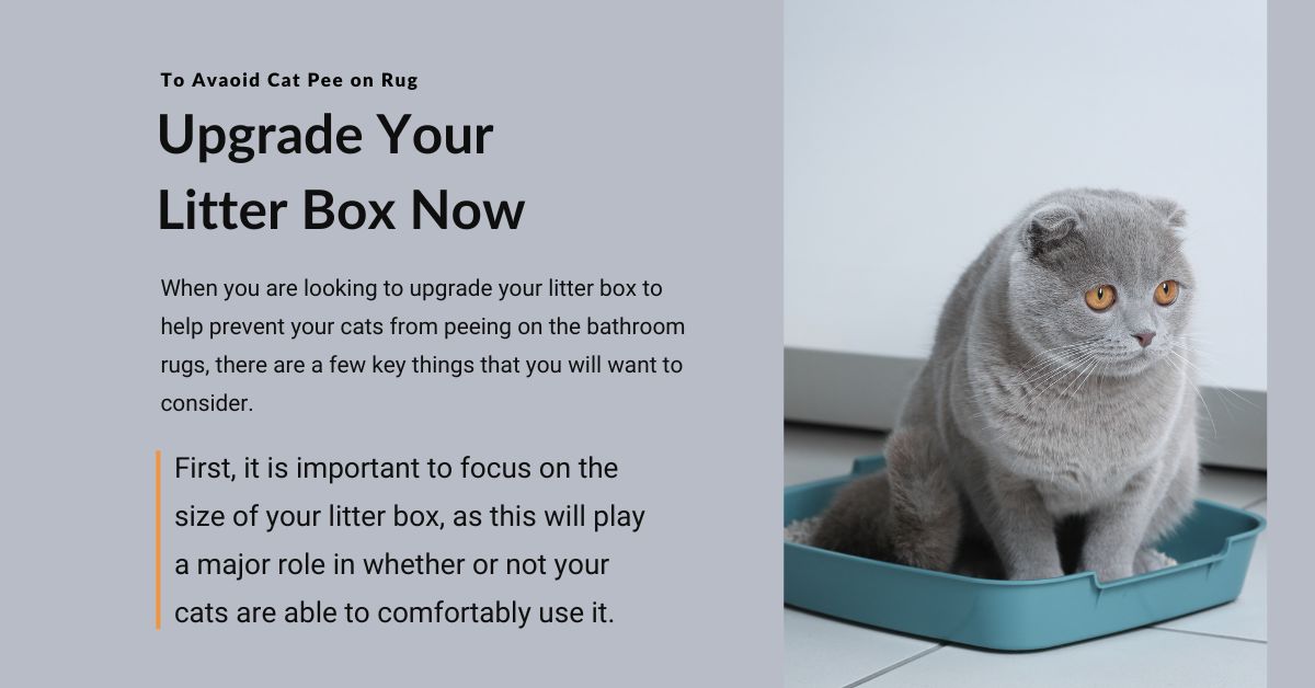 Why Do Cats Pee On Bathroom Rugs? (Solutions) Mi Cat Guide