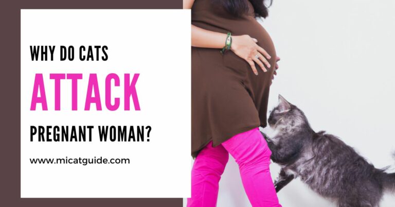 Why Do Cats Attack Pregnant Woman? (+Solution)