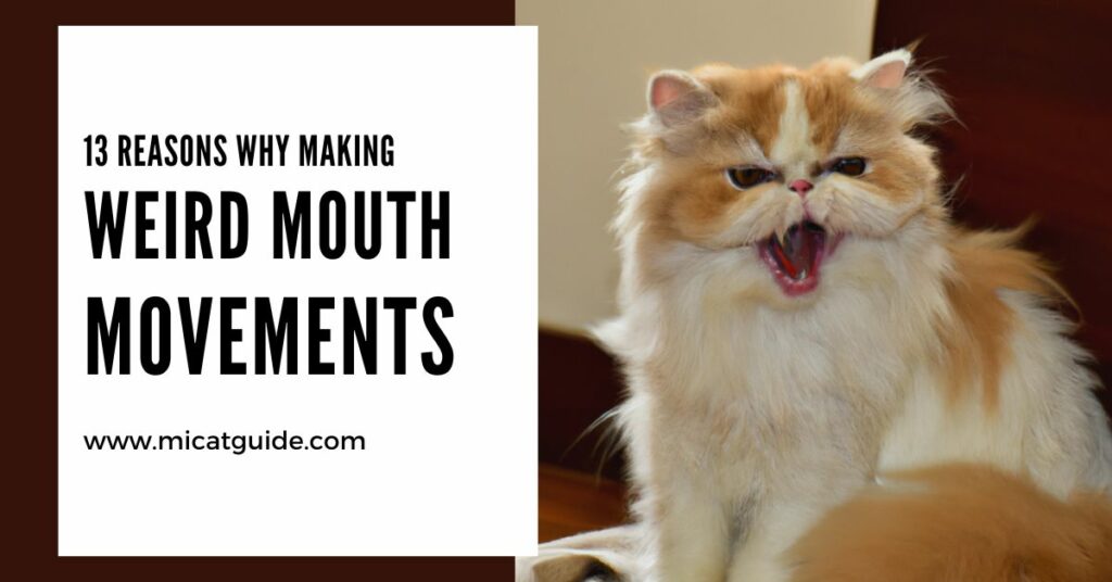 13 Reasons Your Cat is Making Weird Mouth Movements