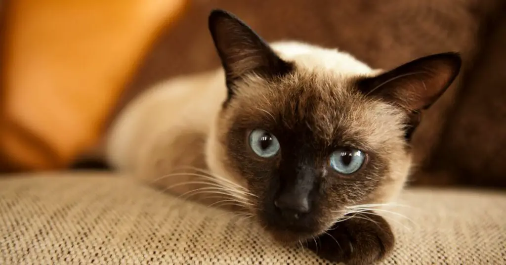 7 Reasons Why Siamese Cats are Skittish