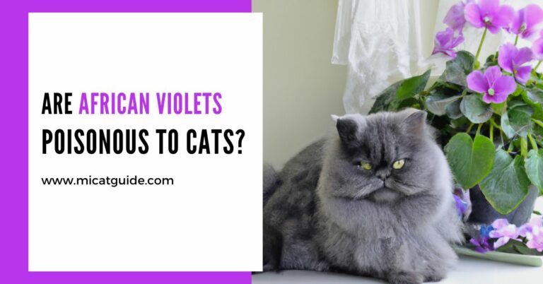 Are African Violets Poisonous to Cats? (Must Read)
