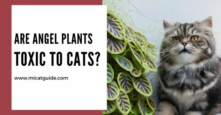 Are Angel Plants Toxic to Cats? (Symptoms & Treatments)