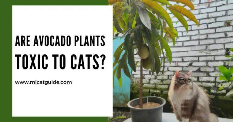 Are Avocado Plants Toxic To Cats? (Treatment of Toxicity)