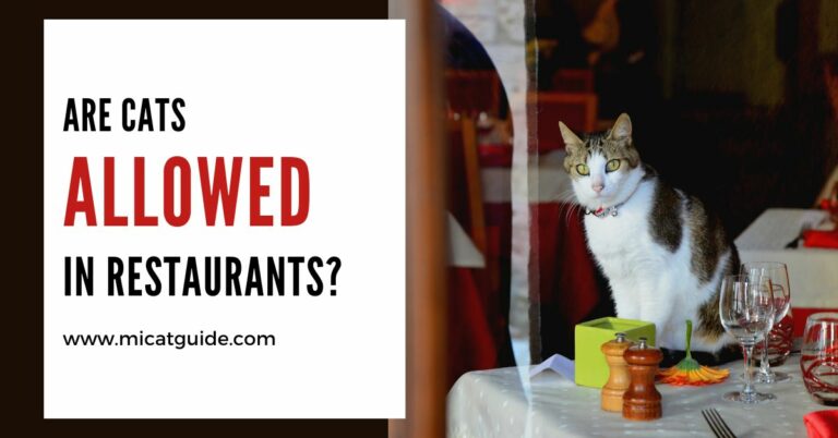 Are Cats Allowed in Restaurants? (Answered)