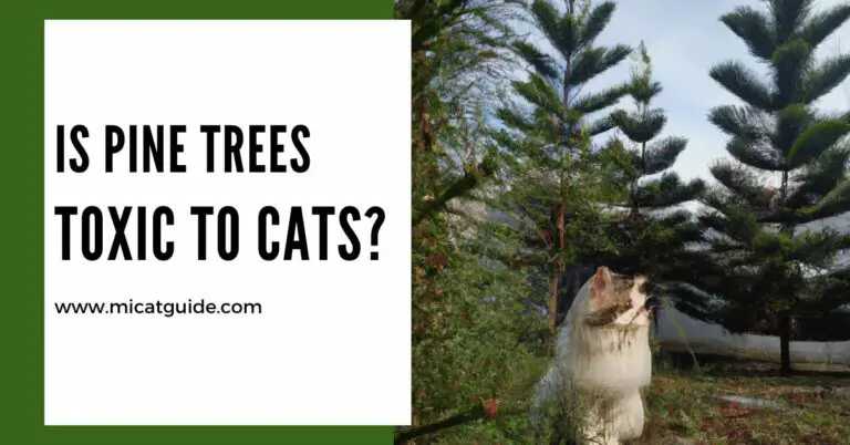 Are Pine Trees Toxic To Cats? (and which parts?)