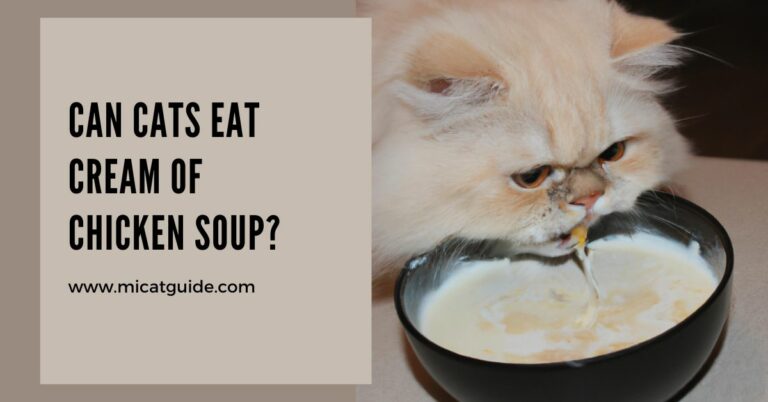 Can Cats Eat Cream Of Chicken Soup? (My Experience)