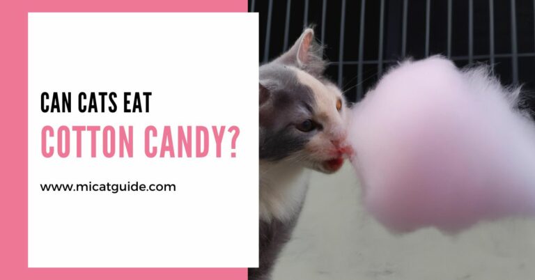 Can Cats Have Cotton Candy? (Good/Bad Treat?)