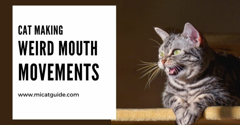 Cat Making Weird Mouth Movements: 13 Reasons
