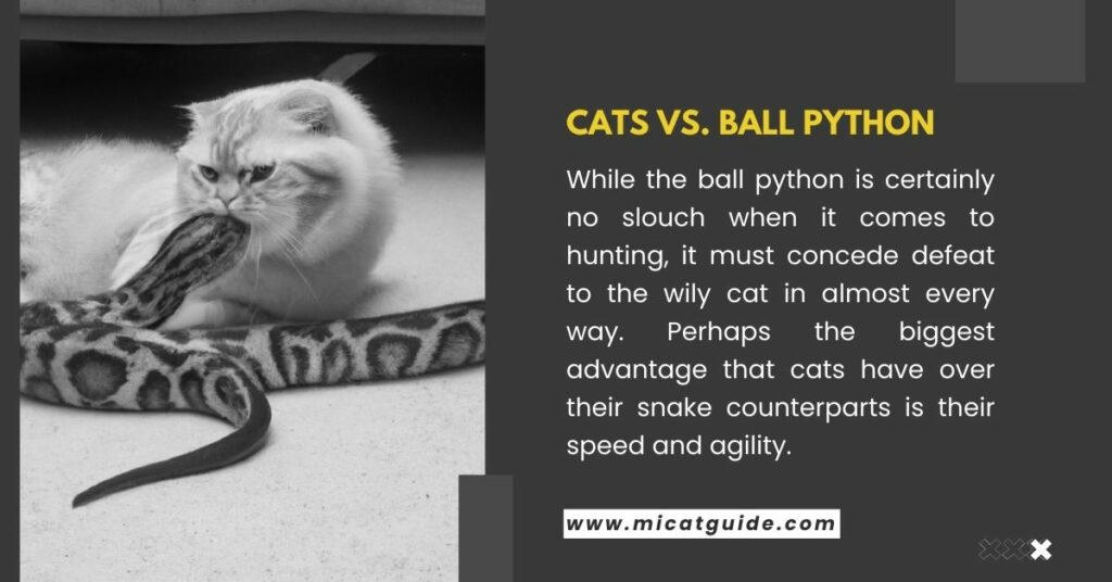 Cats Vs. Ball Python - Who'll Be Winner